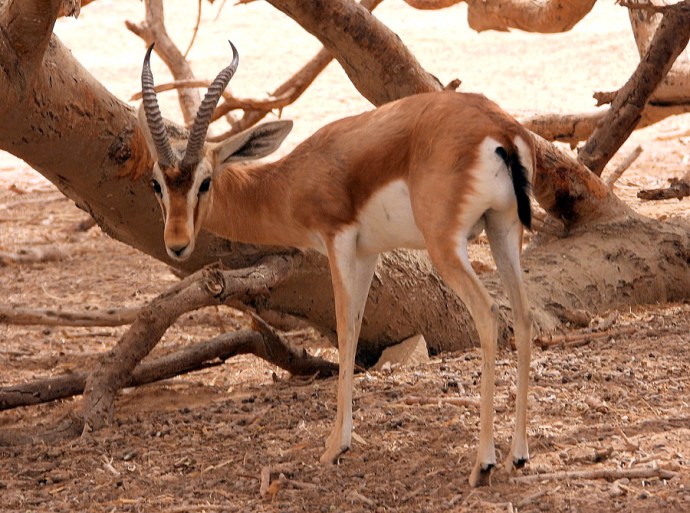 Gazel_Dorkas_DSCN8067-001