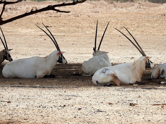 Oryx_Bel_DSCN8054-001