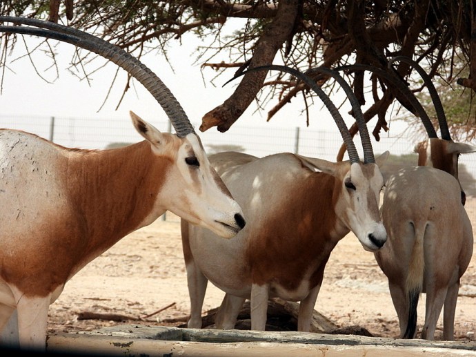 Oryx_Sahar_DSCN8094-001