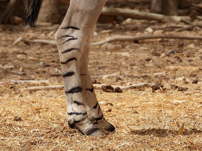 Osel_Dikiy_DSCN8115-001