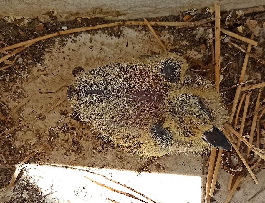 Golub_Ptenez_IMG_20240629_112258-001