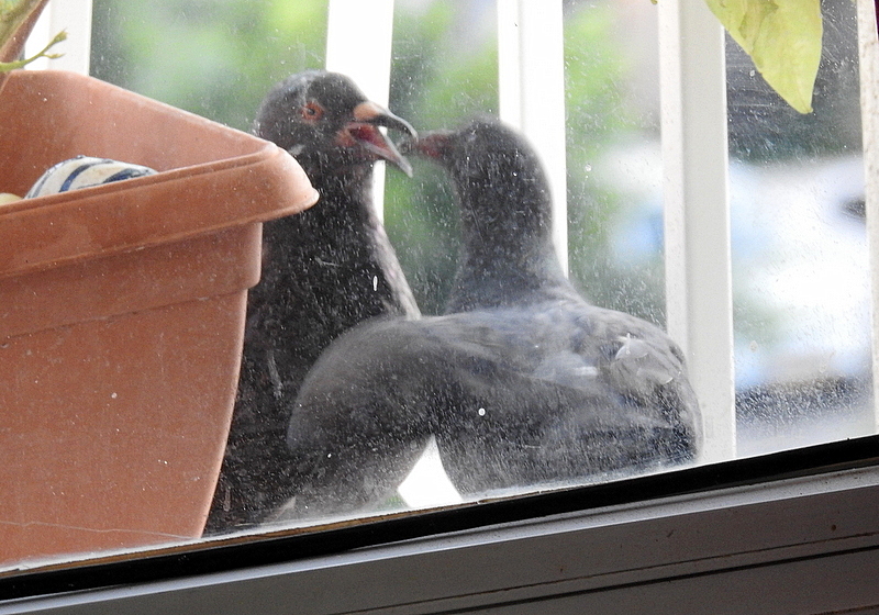 Kormlenie_DSCN1471-002