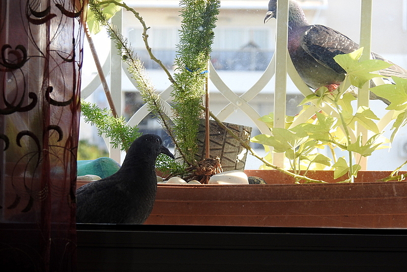 Malysh_Papasha_DSCN1458-002