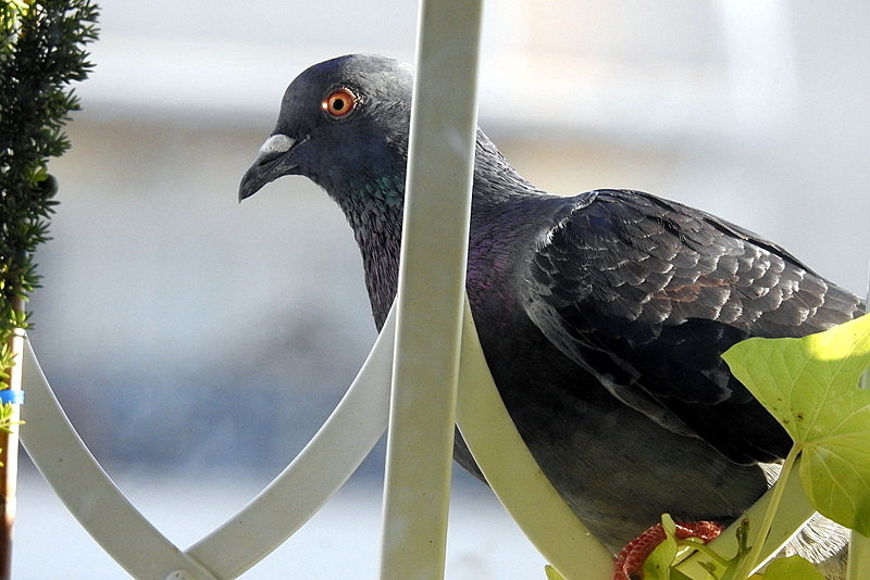 Papasha_DSCN1461-002