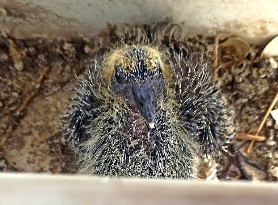 Ptenez_IMG_20240705_171227-001