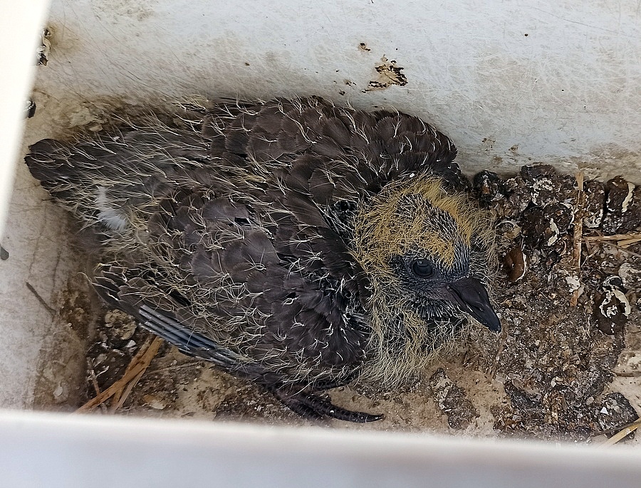 Ptenez_IMG_20240707_091621-001