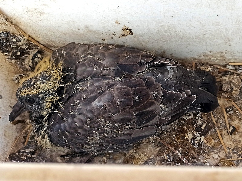 Ptenez_IMG_20240712_133456-001