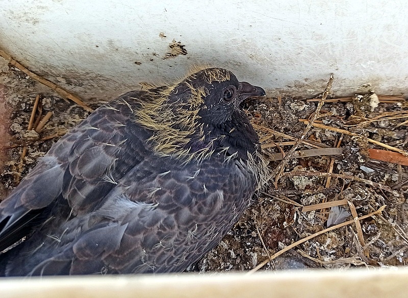 Ptenez_IMG_20240715_153804-001