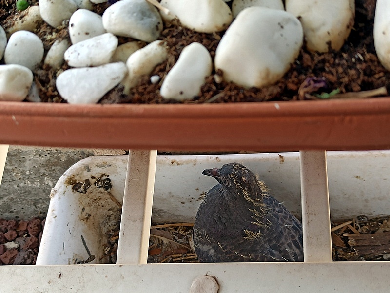 Ptenez_IMG_20240719_082355-001