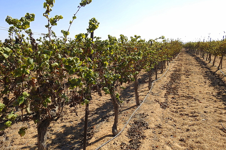 Vinograd_DSCN1949-001