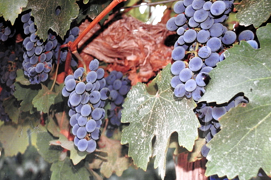 Vinograd_DSCN2009-001